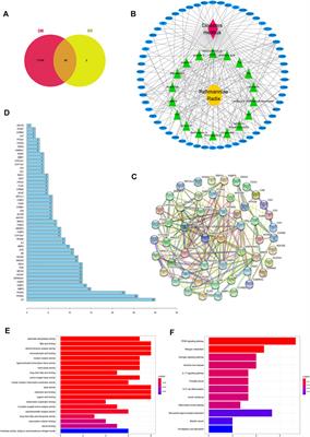 Antidiabetic Effect of Rehmanniae Radix Based on Regulation of TRPV1 and SCD1
